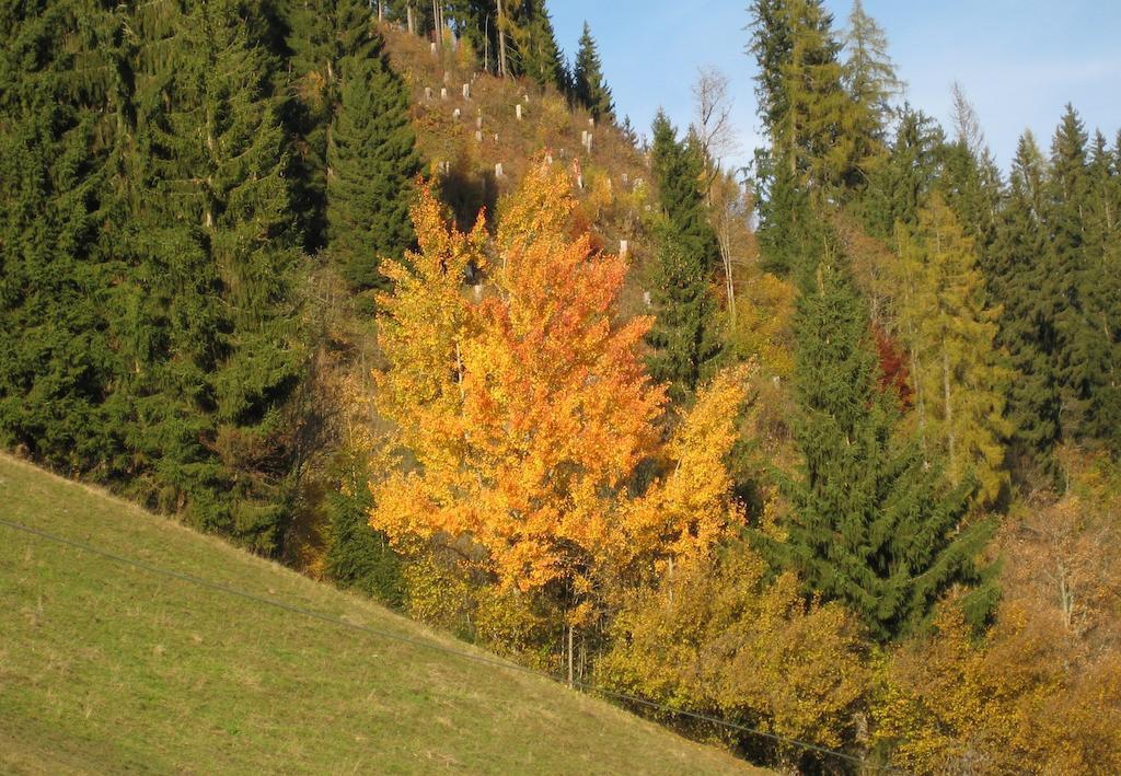 Haus Dekorso Διαμέρισμα Dorfgastein Εξωτερικό φωτογραφία